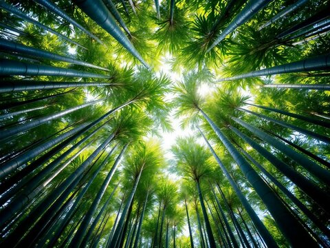 Looking up through a dense green bamboo forest towards the sunlit sky