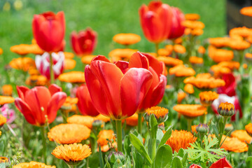 Fototapeta premium チューリップとキンセンカが咲き誇る春の花壇