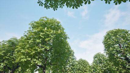 自然の風景　見上げれば、夏