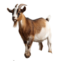 Fototapeta premium Domestic Goat Standing Proudly in Natural Environment with Greenery