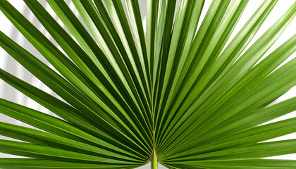 Obraz premium Detailed Green Palm Leaf Isolated On White Background with Macro Texture