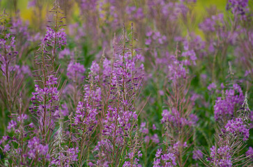 Obraz premium Vibrant Purple Wildflowers in Bloom Nature Photography of a Meadow