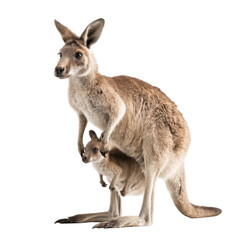 Fototapeta premium Kangaroo with Baby Lying in Its Pouch on White Background