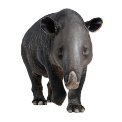 Fototapeta premium Realistic Illustration of a Walking Tapir on a Transparent Background