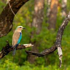 Fototapeta premium Bird perched on branch in forest