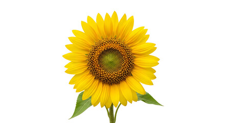 Fototapeta premium Close up of a bright yellow sunflower in full bloom isolated against a transparent background