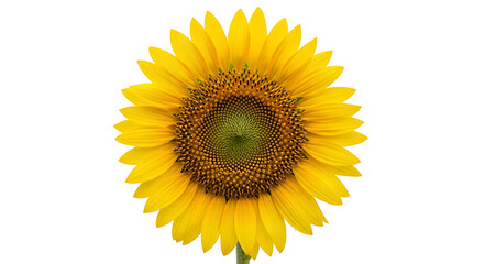 Fototapeta premium A vibrant sunflower in full bloom stands out against a clean transparent background showcasing its bright yellow petals