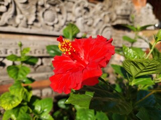 red hibiscus flower
