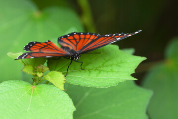 A beautiful butterfly—likely a viceroy (Limenitis archippus), in southwest Florida