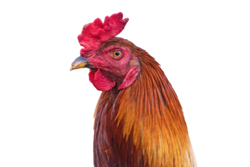 close up of single rooster chicken isolated on white background. transparent png