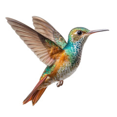 Vibrant Hummingbird in Flight with Colorful Feathers and Wings