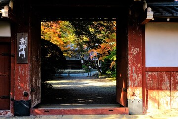 京都、紅葉、常照寺、寺院、文化財、木造建築、古代建築、日本文化、歷史名勝、古都京都の文化財、木、綠色、青空、秋、絶景、写真素材