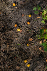 Scattered yellow wild fruits on dry cracked forest soil among pine needles, twigs, and fallen...