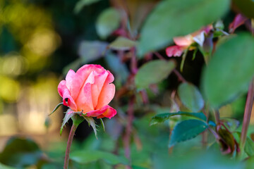 夕日に照らされた一輪の薔薇の花
