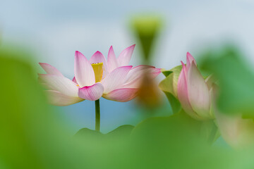 Fototapeta premium 青空の下で咲く薄紅色の蓮の花