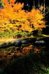 京都、紅葉、常照寺、寺院、文化財、木造建築、古代建築、日本文化、歷史名勝、古都京都の文化財、木、綠色、青空、秋、絶景、写真素材