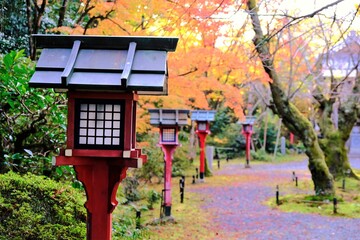 京都、紅葉、常照寺、寺院、文化財、木造建築、古代建築、日本文化、歷史名勝、古都京都の文化財、木、綠色、青空、秋、絶景、写真素材