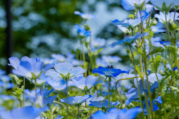 ネモフィラの咲く春の青い花畑