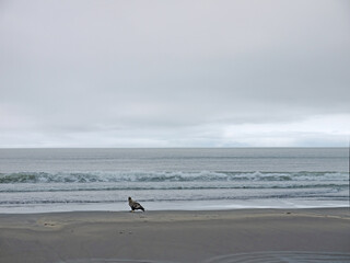 Lonely White-tailed eagle sits on Iturup black sand beach, Kuril Islands