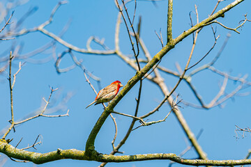House finch on tree branch