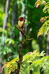 Red-headed woodpecker on branch