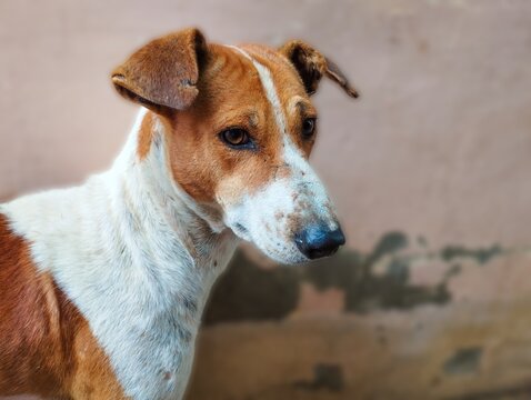 Alert Indian Pariah Dog with Distinctive Coat