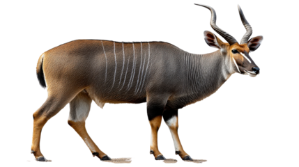 Elegant Kudu Gazing : A majestic kudu with its spiral horns and elegant stripes poses regally, radiating the wild charm of its African habitat.