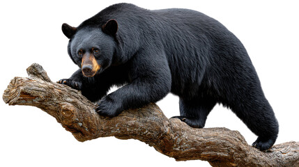 Majestic Bear on a Branch: A striking black bear with a powerful physique confidently navigates a sturdy branch, exuding strength and the untamed essence of the wild. 