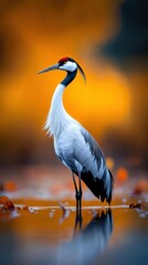 Naklejka premium Elegant crane standing by a tranquil water surface
