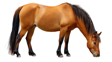 Majestic Horse Grazing: A solitary, magnificent horse with a rich brown coat, a dark flowing mane, and black hooves gracefully bows its head to graze, epitomizing the beauty of equine elegance.