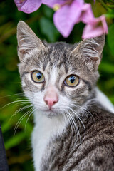 Striped gray and white cat with striking green eyes gazes curiously at the camera, surrounded by vibrant purple flowers in a lush garden setting, showcasing feline beauty and nature