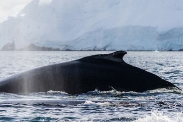 Close-up of the back and dorsal fin of a diving humpback whale -Megaptera novaeangliae. Image taken...