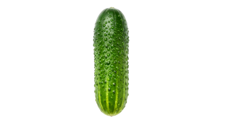fresh cucumber with dew drops perfect for healthy food branding