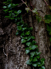 Climbing vine plant with green leaves