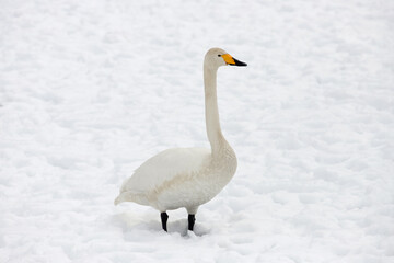 A migratory whooping swan (Cygnus cygnus) stands in a snowfield.
