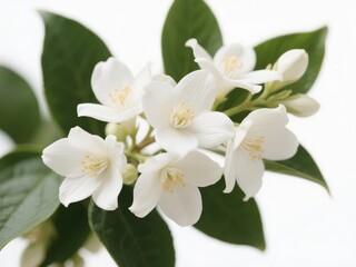 Fototapeta premium White Jasmine Flowers with Green Leaves on a White Background