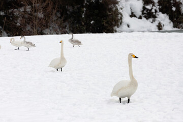 Migratory whooper swans (Cygnus cygnus) on a snowfield in Japan