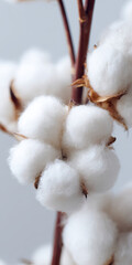 Organic Cotton on Transparent Background

