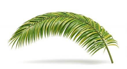 Palm frond against white background