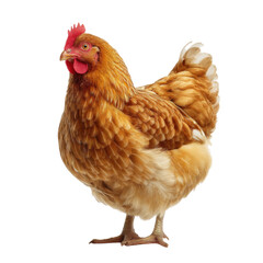 Fototapeta premium brown hen stands proudly, showcasing its vibrant feathers and distinctive comb. This captures essence of farm life and beauty of poultry