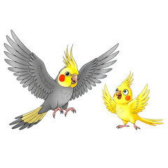 Fototapeta premium 3d Two colorful cockatiels flying together isolated on transparent background