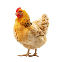 Fototapeta premium Golden hen standing proudly with vibrant feathers and bright red comb, showcasing its natural beauty and charm