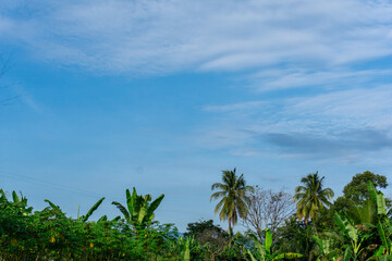Tropical Scene with Palm Trees and a Blue Sky