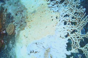 Coral bleaching reveals the impact of climate change on marine ecosystems and highlights the urgent need for conservation efforts