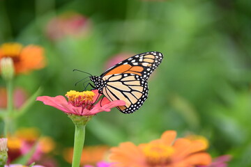 Monarch Butterfly perched on pink Zinnia