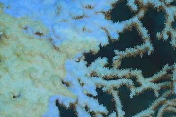 Coral formations create intricate patterns in the ocean, showcasing the beauty of marine life and the importance of underwater ecosystems