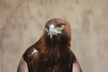 Majestic golden eagle with piercing eyes and powerful presence