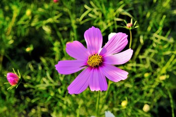 日本、大阪、鶴見綠地公園、公園、木、花、綠色、青空、写真素材	
