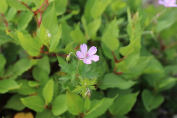 白馬・小遠見山の風景。白馬五竜高山植物園。ハクサンフウロ。