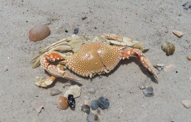 Dead crab on the beach in Atlantic coast of North Florida 